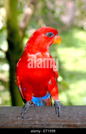 Macaw Bird, perroquet du Nouveau monde, volière du parc ornithologique de Jurong, Jurong, Singapour, Asie Banque D'Images