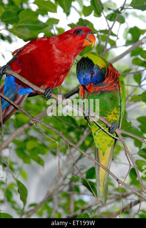 Macaw Bird, perroquet du Nouveau monde, volière du parc ornithologique de Jurong, Jurong, Singapour, Asie Banque D'Images