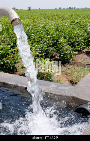 Eau qui coule de la pipe dans le champ de l'usine de coton, Amelli, Gujarat, Inde Banque D'Images