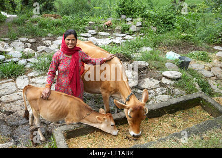 Dame avec rural et l'élevage de vache veau l'initiative économique a commencé par les ONG de développement rural de l'Organisation Chinmaya Banque D'Images