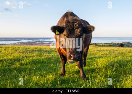 À la vache dans le champ moyen au coucher du soleil avec vue sur bay Banque D'Images