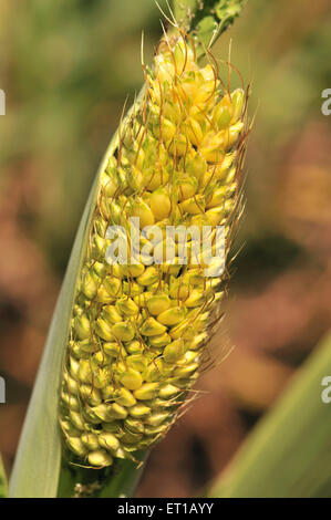 Jowar crop ; Akkalkot ; district de Solapur ; Maharashtra ; Inde Banque D'Images