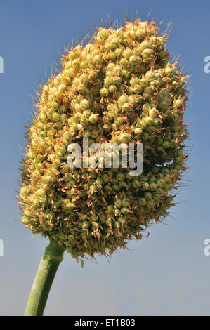 Jowar crop ; Akkalkot ; district de Solapur ; Maharashtra ; Inde Banque D'Images