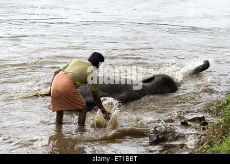 Baignade dans Kodanand éléphant mahout à Keral Inde Banque D'Images