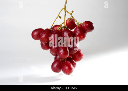 Fruits ; goutte d'eau sur une bande de raisins rouges sur fond blanc Banque D'Images