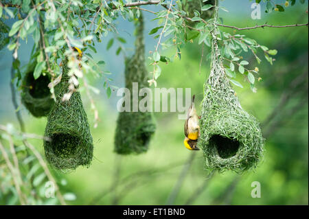 Nid d'oiseau de Baya weaver, Ploceus phippinus, tisserand, weaverbird, tisserand finch, évêque, Banque D'Images