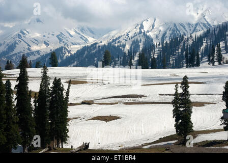 Chinar, montagnes enneigées, Gulmarg, Jammu-et-Cachemire, territoire syndical,UT, Inde, Asie Banque D'Images