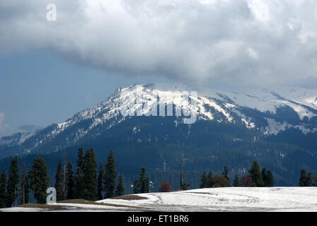 Chinar, montagnes enneigées, Gulmarg, Jammu-et-Cachemire, territoire syndical,UT, Inde, Asie Banque D'Images