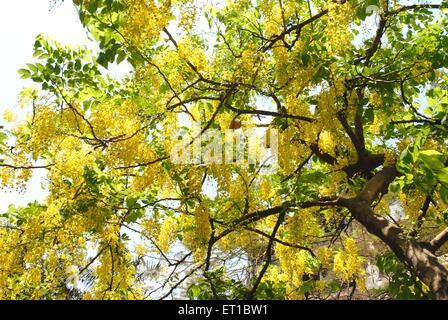 Laburnum anagyroides, laburnum commun, chaîne dorée ; pluie dorée ; Bombay ;Mumbai ; Maharashtra ; Inde ; Asie ; Asie ; Asie ;Indien Banque D'Images