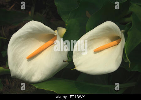 nénuphars, nénuphars, Zantedeschia aethiopica, Banque D'Images