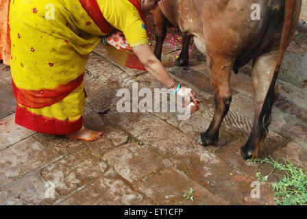 La scène culte de la vache folle femme à l'occasion de bachcha baaras ; Jodhpur Rajasthan ; Inde ; Banque D'Images