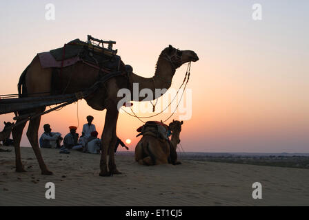 Les hommes avec des chameaux au repos dans Khuhri ; désert ; Khuri Jaisalmer Rajasthan ; Inde ; Banque D'Images