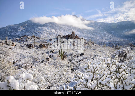 Des couvertures de neige le désert de Sonora, montagnes Santa Catalina, le Mont Lemmon, Catalina, Arizona, USA. Banque D'Images