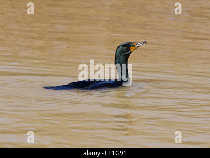 Le Cormorant aux yeux verts est la natation Banque D'Images