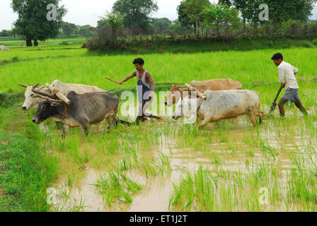 Les hommes des tribus Ho avec taureaux en rizière ; Chakradharpur Jharkhand ; Inde ; PAS DE MR Banque D'Images