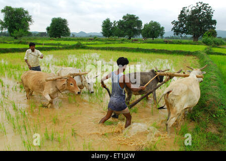 Les hommes des tribus Ho avec taureaux en rizière ; Chakradharpur Jharkhand ; Inde ; PAS DE MR Banque D'Images