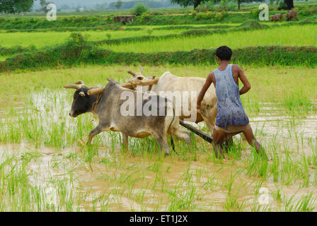 Tribus Ho man avec taureaux en rizière ; Chakradharpur Jharkhand ; Inde ; PAS DE MR Banque D'Images