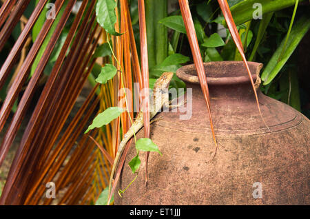 Lézard orange avec une longue queue debout sur un vieux pot de reptiles sauvages. Banque D'Images