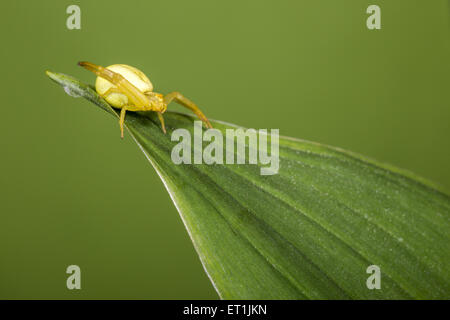 L'Araignée Crabe jaune ( Misumena vatia) Banque D'Images