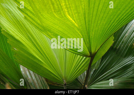 Gros plan des feuilles de palmier Banque D'Images