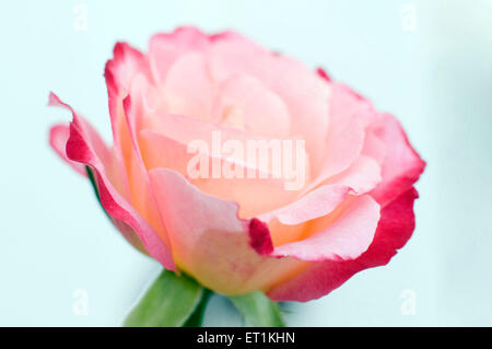 Fleur rose Pune Maharashtra Inde Asie Banque D'Images