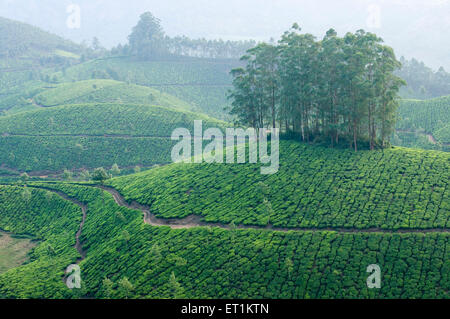 Jardin de thé munnar Kerala Inde Asie Banque D'Images