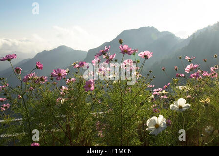 Montagne avec fleurs colorées dans la lumière du soir à Kaddukhal ; Inde ; d'Uttaranchal Banque D'Images