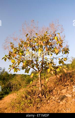 arbre tectona grandis, arbre en teck, arbre de flèche, petit arbre, Anjarle ;District Dapoli ; Maharashtra ; Inde Banque D'Images
