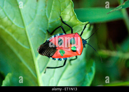Insecte de couleur rouge avec quatre points verts sur la feuille verte Banque D'Images