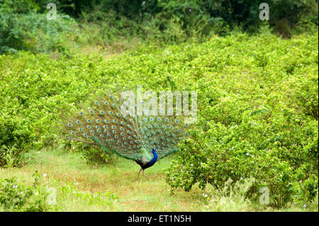 Peacock Peafowl danse pavo cristatus Banque D'Images