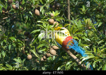 ; Fruits sapotille chikku prendre loin de l'arbre avec l'aide de zèle Banque D'Images