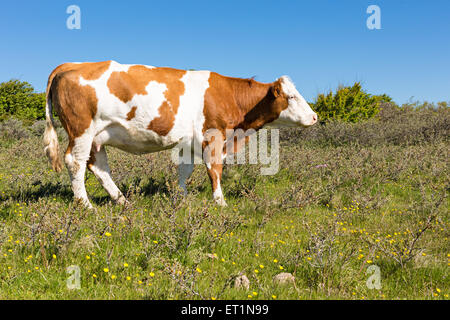 Vache brune sur l'herbe verte avec ciel bleu Banque D'Images