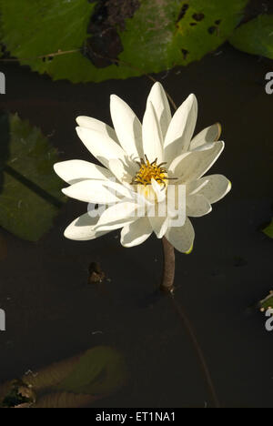 Fleur de lotus blanc kamal himani nymphaea pubescens dans l'étang Banque D'Images