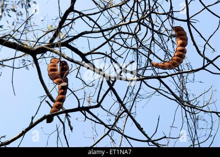 Tamarind comme plante à Lonavala ; Maharashtra ; Inde Banque D'Images