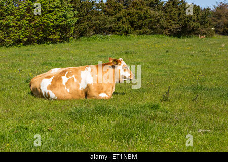 Vache brune sur l'herbe verte avec ciel bleu Banque D'Images