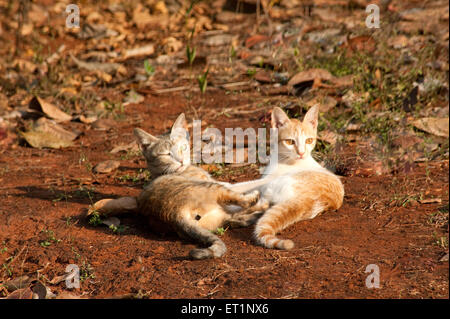 Chats assis, Felis catus, chats domestiques Banque D'Images