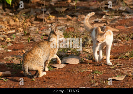 Chats luttant, Felis catus, chats domestiques Banque D'Images