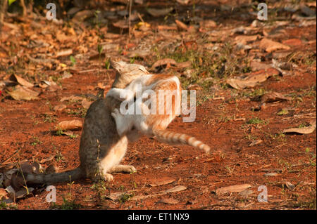 Chats luttant, Felis catus, chats domestiques Banque D'Images