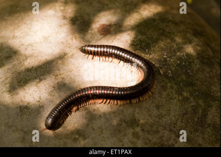 Millipede mille pieds arthropode Diploda Banque D'Images