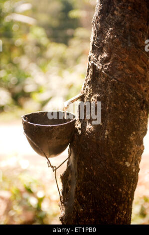 Arbre en caoutchouc, plante en caoutchouc, arbre à sharinga, seringueira, Hevea brasiliensis,laque en latex, Ponmudi, Trivandrum, Thiruvananthapuram, Kerala,Inde, Asie Banque D'Images
