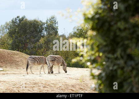 Deux Zebra's au zoo de Colchester Essex Banque D'Images