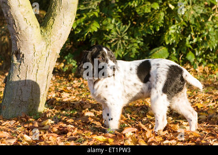 French Spaniel chiens dans la lumière du soleil d'automne Banque D'Images