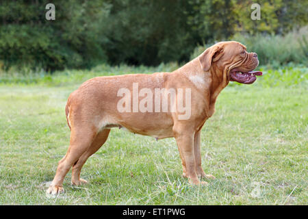 Dogue de Bordeaux dog en anglais du soleil Banque D'Images