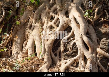 Racines de l'arbre de banian Banque D'Images