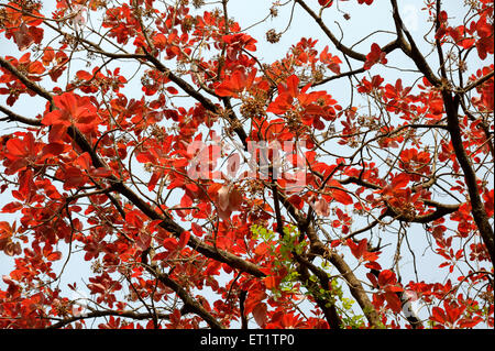 L'Asie de l'Inde arbre à feuilles rouges Banque D'Images