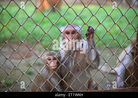 Cage de singe au zoo ; Zoo de Byculla ; Jardins Victoria ; Veermata Jijabai Bhonsale Udyan ; Bombay ; Mumbai ; Maharashtra ; Inde ;Asie ; asiatique ; Indien Banque D'Images