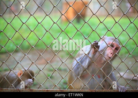 Cage de singe au zoo ; Zoo de Byculla ; Jardins Victoria ; Veermata Jijabai Bhonsale Udyan ; Bombay ; Mumbai ; Maharashtra ; Inde ;Asie ; asiatique ; Indien Banque D'Images