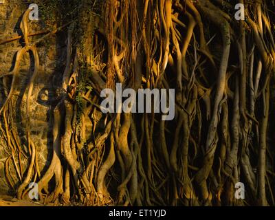 Neem Tree Roots, Inde, Asie Banque D'Images