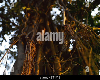 Neem Tree Roots, Inde, Asie Banque D'Images