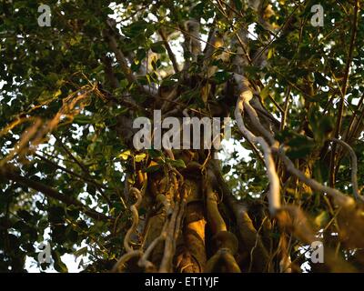 Neem Tree Roots, Inde, Asie Banque D'Images